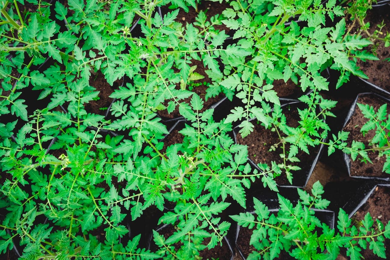 Tomato seedlings